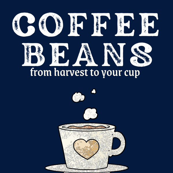 Coffee Beans: From Harvest to Your Cup